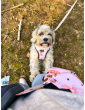 Pressure-free harness for dog Flower HAUer