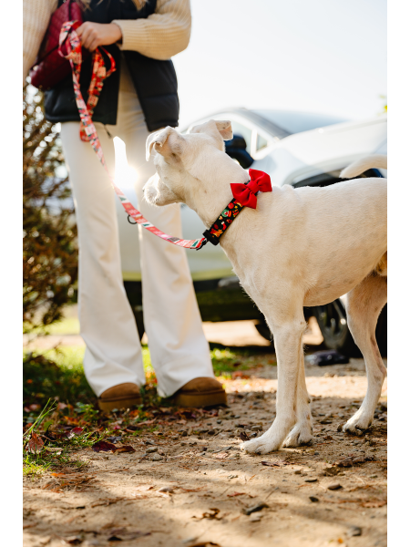 Christmas dog collar JingleBells