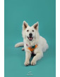 Size XS - HAU ARE YOU SUMMER Non-Restrictive Dog Harness Without Pocket