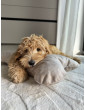Costa roll-up dog travel bed  VELVET BEIGE