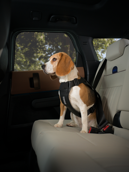 Thule&reg; Cappy Dog Car Harness &ndash; Crash-Tested, T&Uuml;V Certified