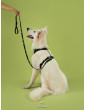 Dog leash Paradise