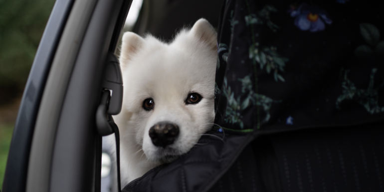 Black Friday z głową – jak wybierać akcesoria dla psa, które naprawdę służą!