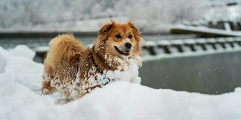 Sporty zimowe z psem – jak bezpiecznie i aktywnie spędzać zimę z pupilem