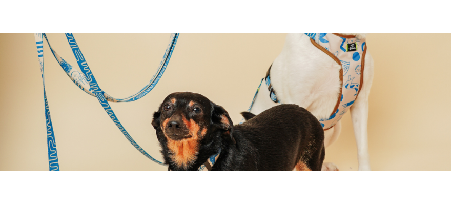 Smycz dla dw&oacute;ch ps&oacute;w