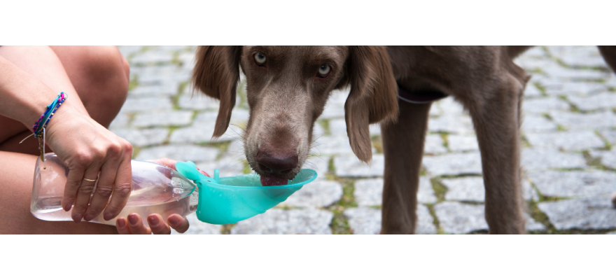 Water bottle / bowls