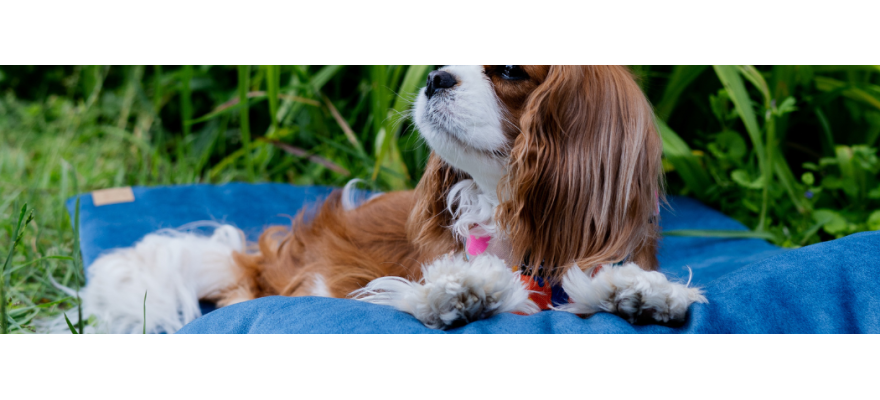 Travel dog beds
